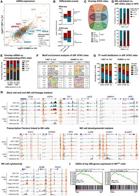 T-BET and EOMES Accelerate and Enhance Functional Differentiation of Human Natural Killer Cells